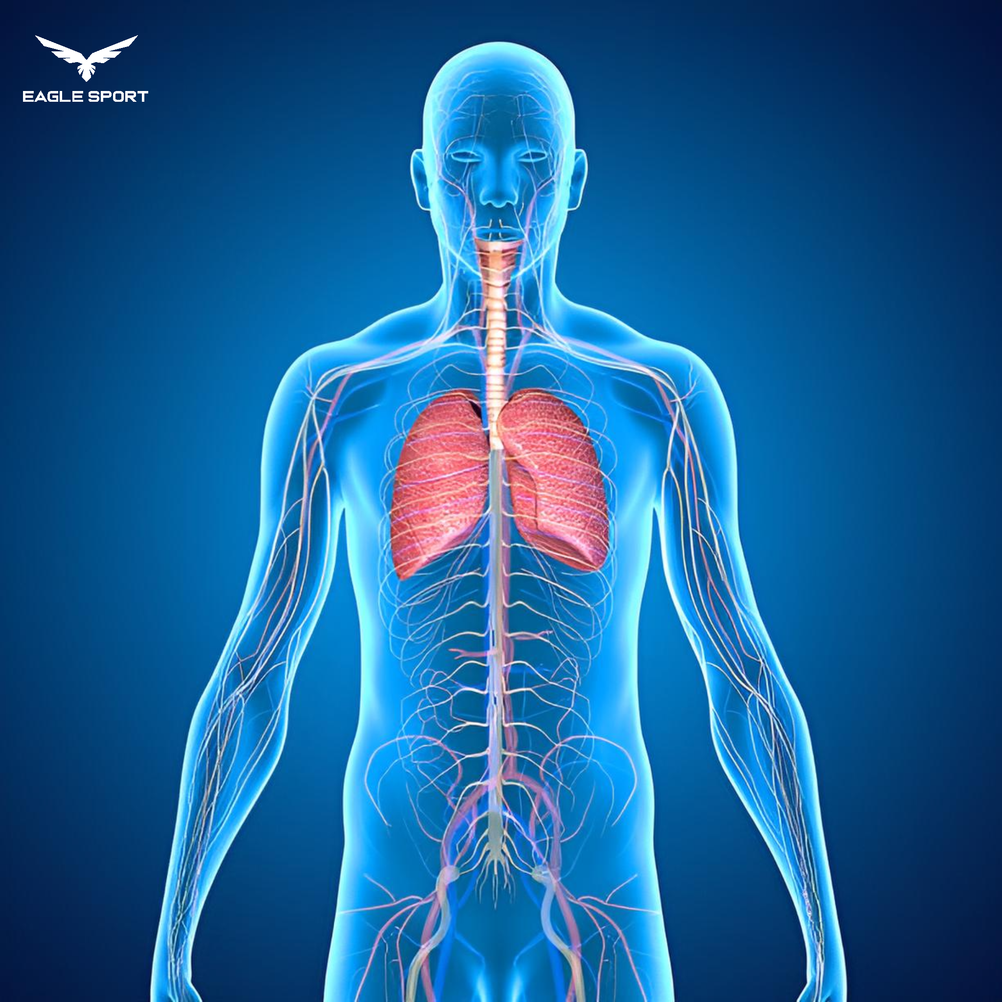 قناع التدريب فانتوم الأصلي – جهاز تدريب عضلات التنفس الاحترافي (PRS)
Original Phantom Training Mask – Professional Respiratory Muscle Training Device (PRS)