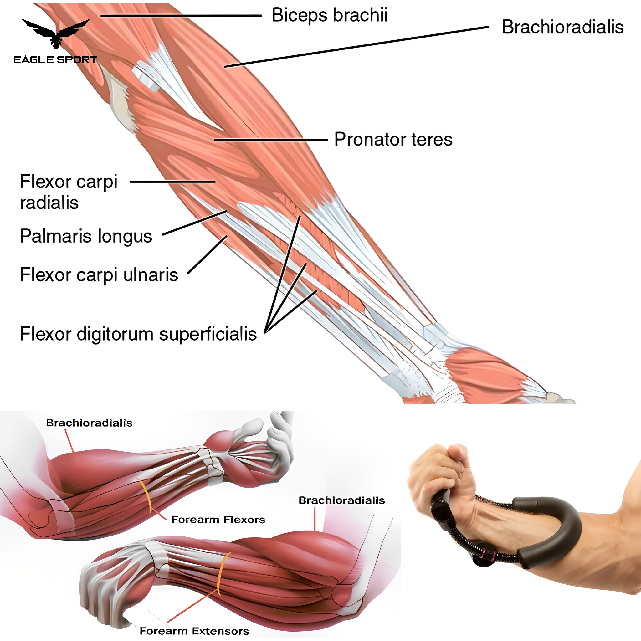  Wrist & Forearm Training Device
جهاز تمرين المعصم والساعد