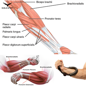  Wrist & Forearm Training Device
جهاز تمرين المعصم والساعد